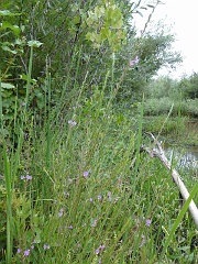 lythrum californicum